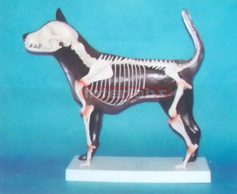 ADVANCED CANINE SKELETON HALF ANAT-MODEL